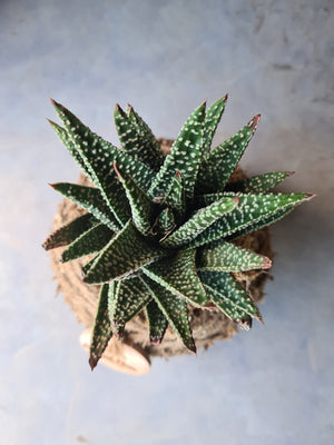 Kokedama | Coastal Flair | Haworthia Zenigata