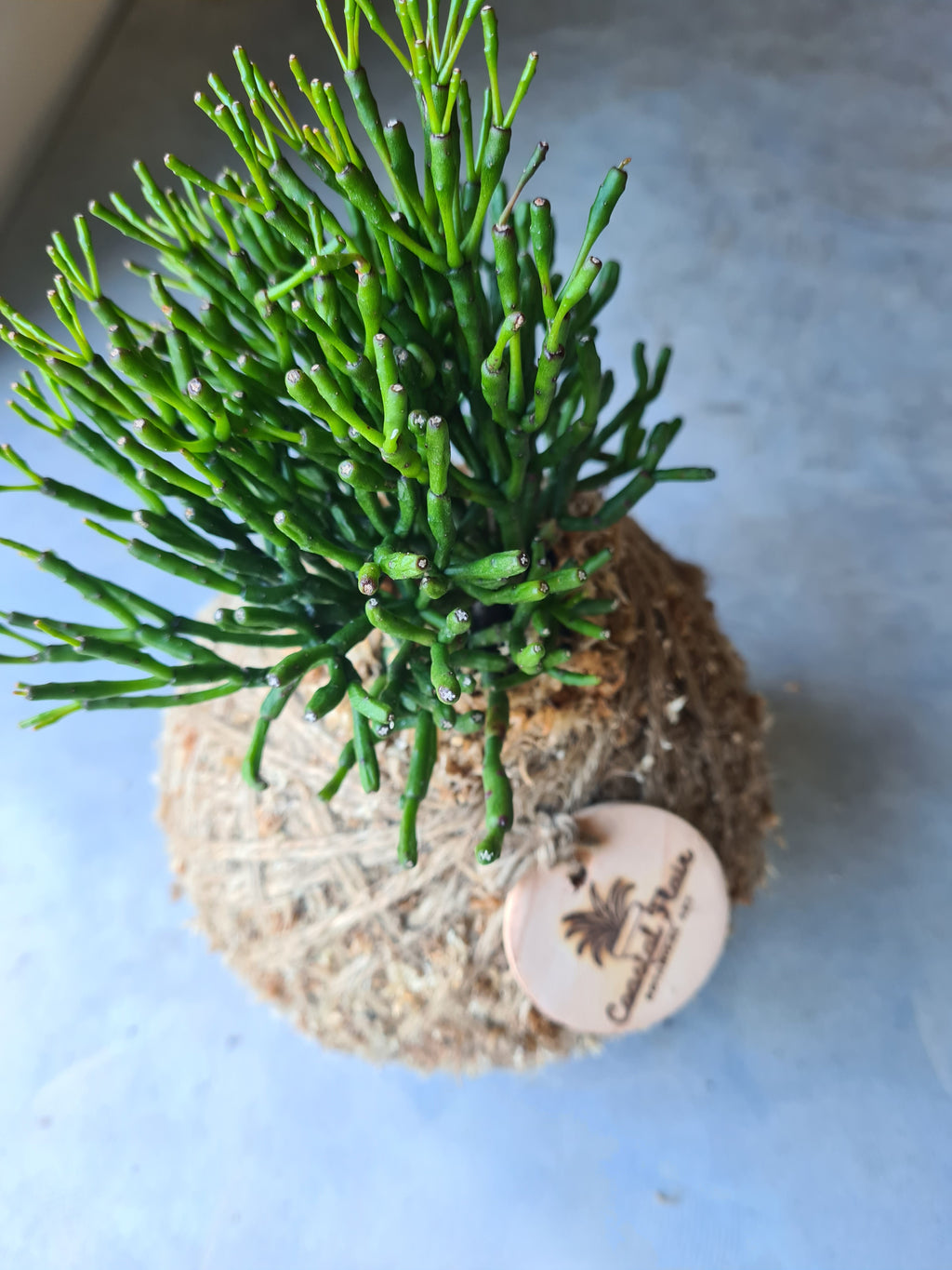 Hatiora Salicornioides Kokedama