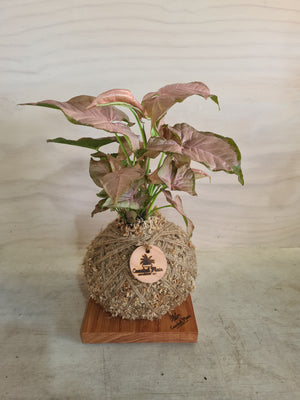 Syngonium Red Heart Kokedama