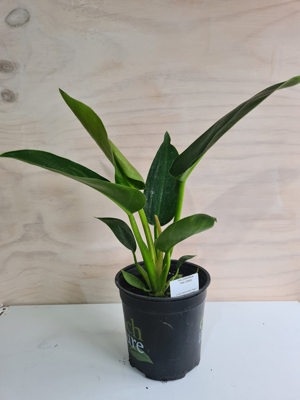 Philodendron Thai Congo
