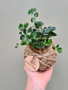 Mini Fern Kokedama