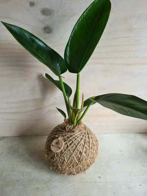 Philodendron Thai Congo Kokedama Large