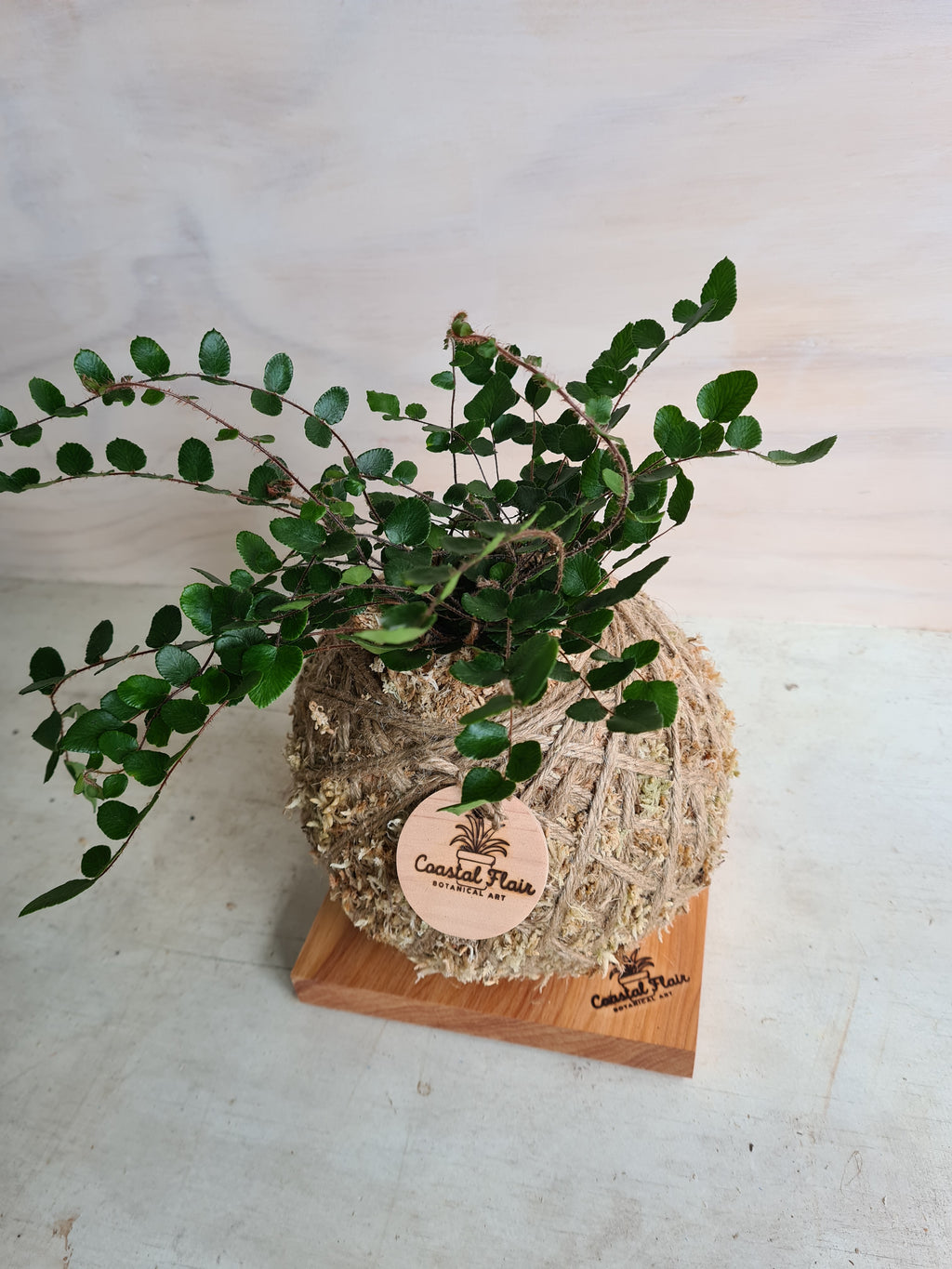 Pellaea Rotundifolia | Button Fern Kokedama | Coastal Flair