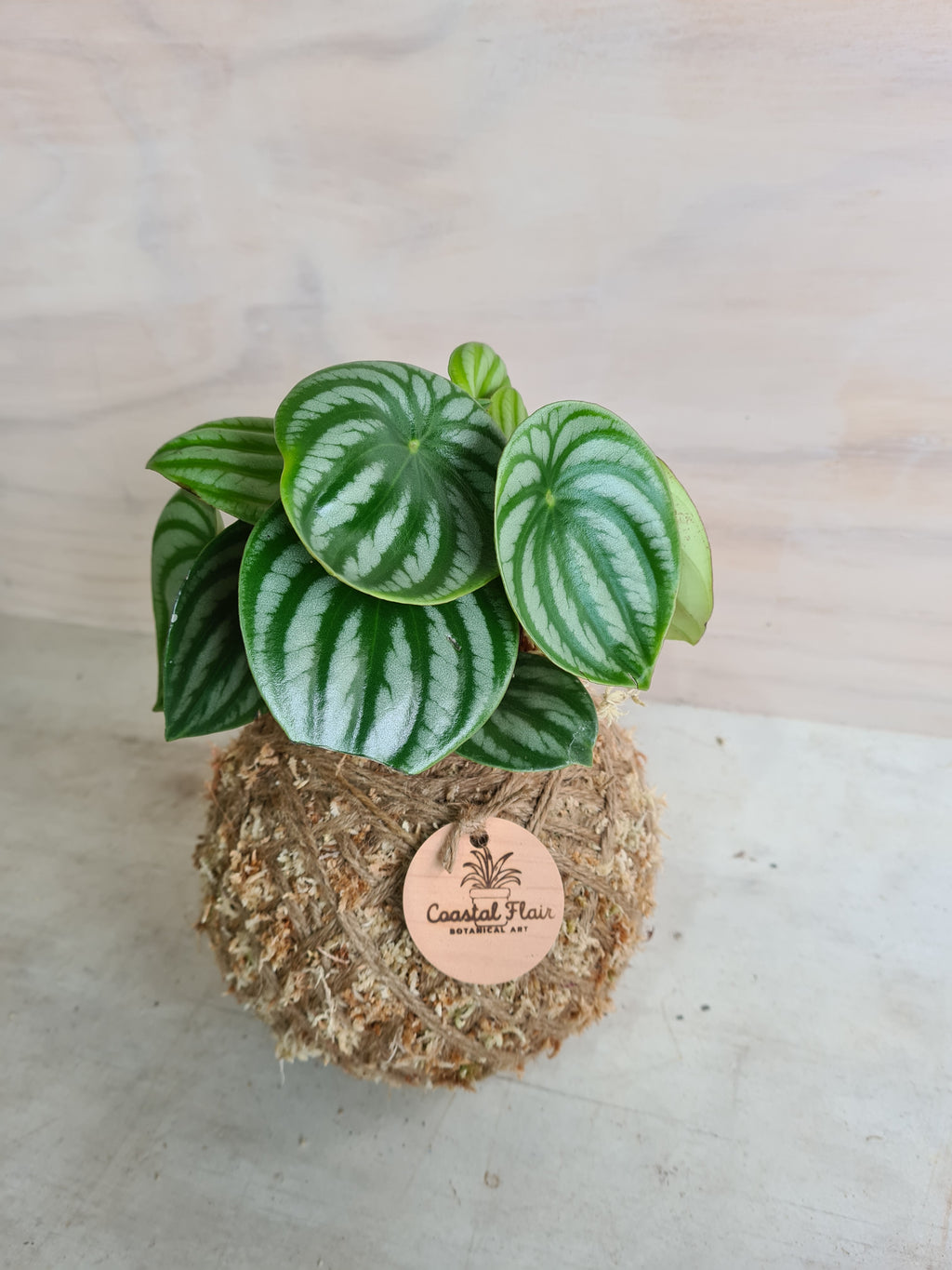 Peperomia Watermelon Kokedama