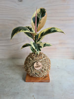 Ficus Tineke Kokedama