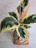 Ficus Tineke Kokedama