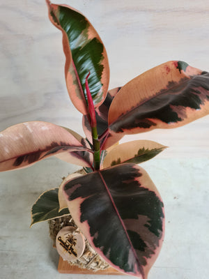 Ficus Elastica Ruby Kokedama