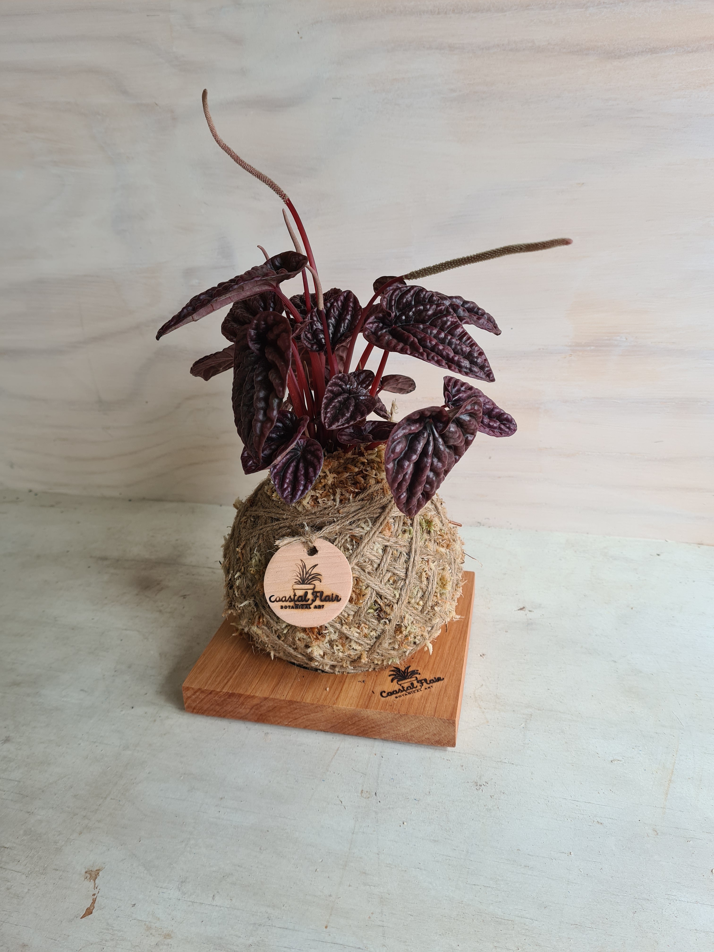 Peperomia Burgundy Kokedama