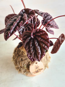 Peperomia Burgundy Kokedama