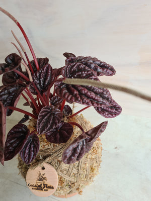 Peperomia Burgundy Kokedama