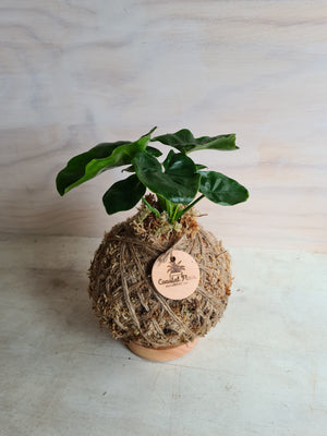 Philodendron Super Atom Kokedama