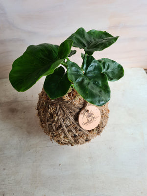 Philodendron Super Atom Kokedama