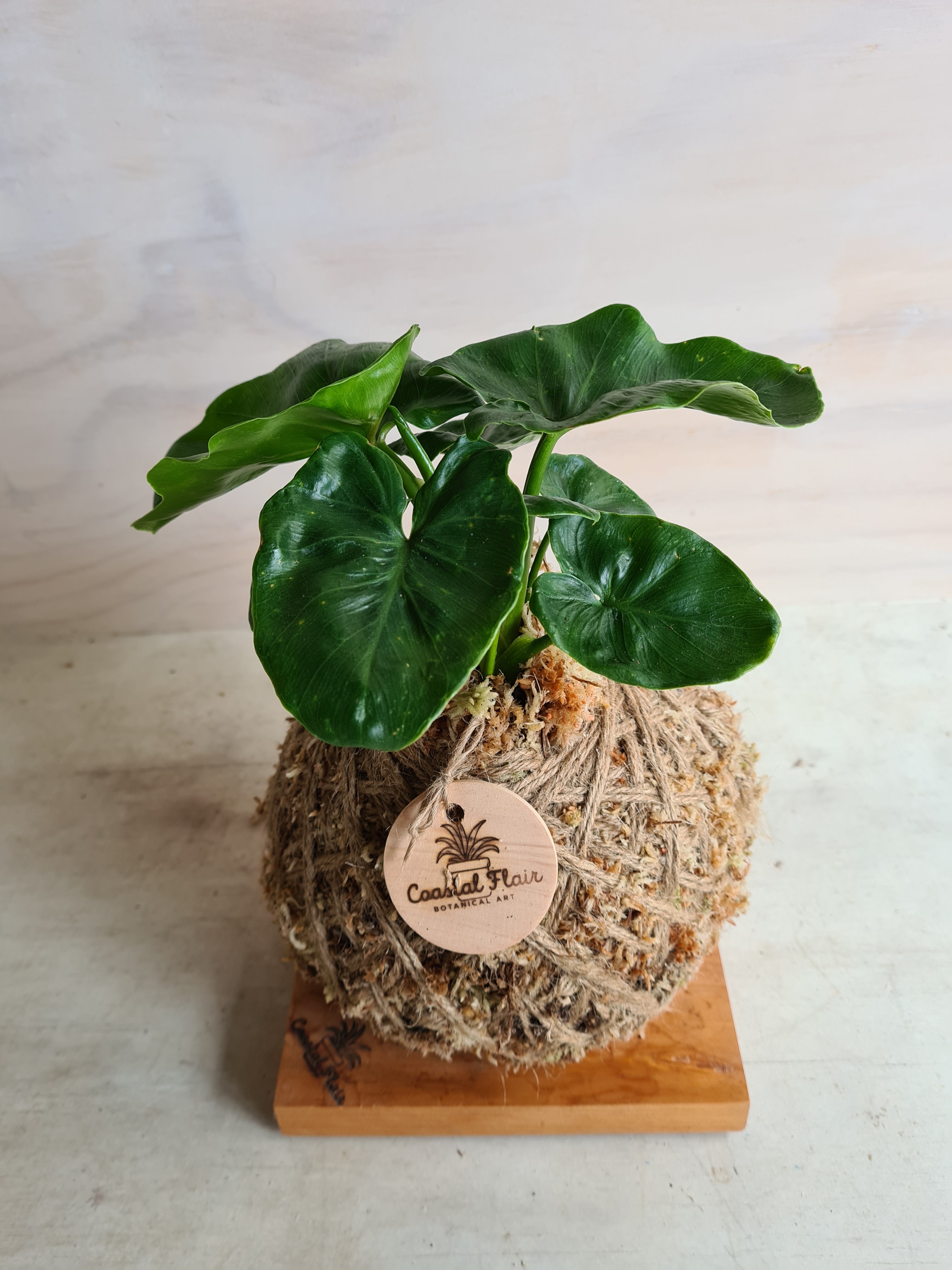 Philodendron Super Atom Kokedama