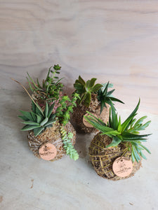 Succulent combo Kokedama