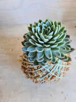 Echeveria Kokedama