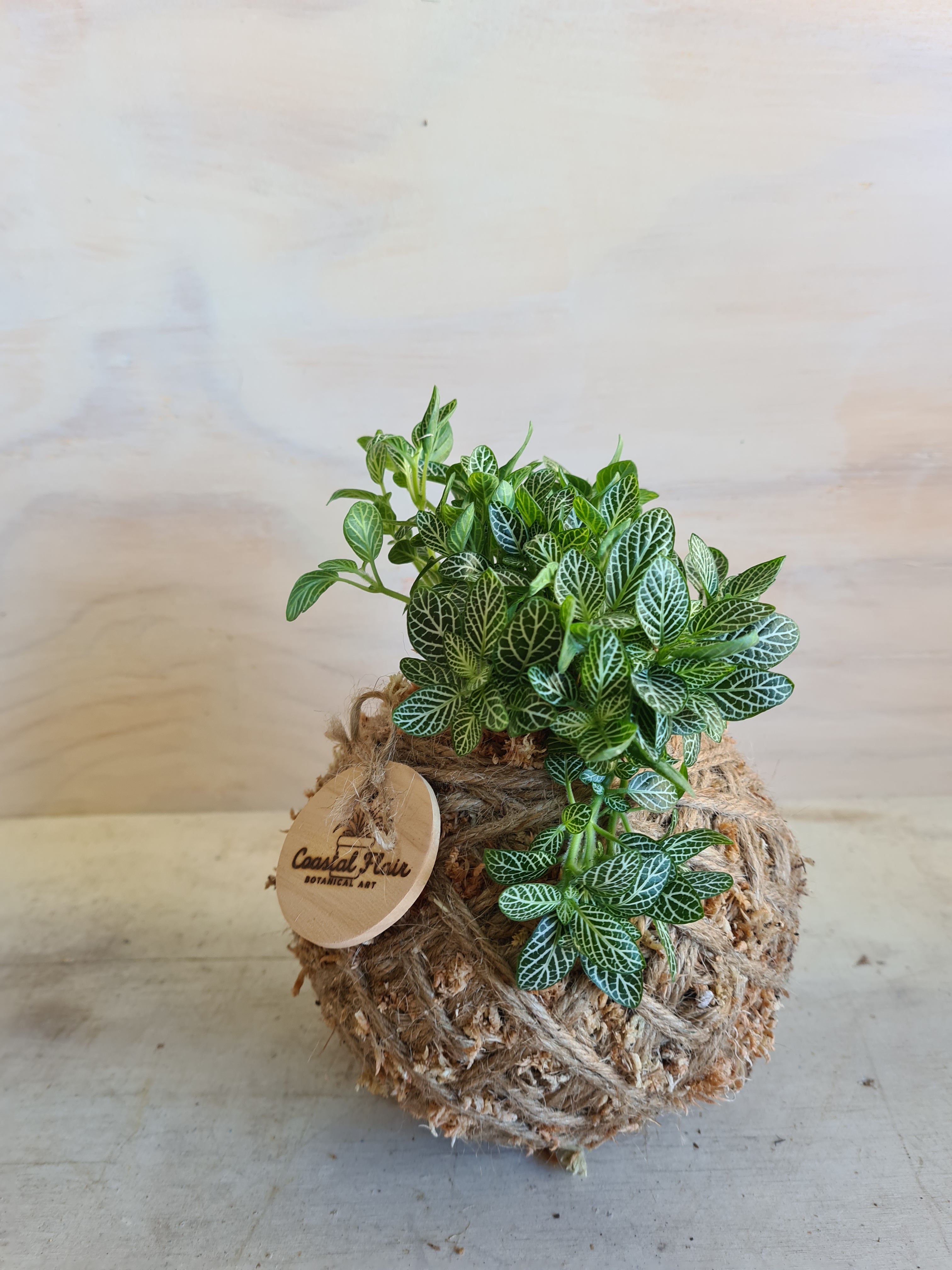 Fittonia Kokedama