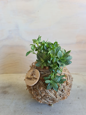 Fittonia Kokedama
