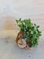 Fittonia Kokedama