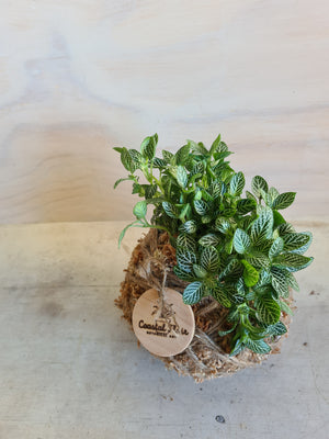 Fittonia Kokedama