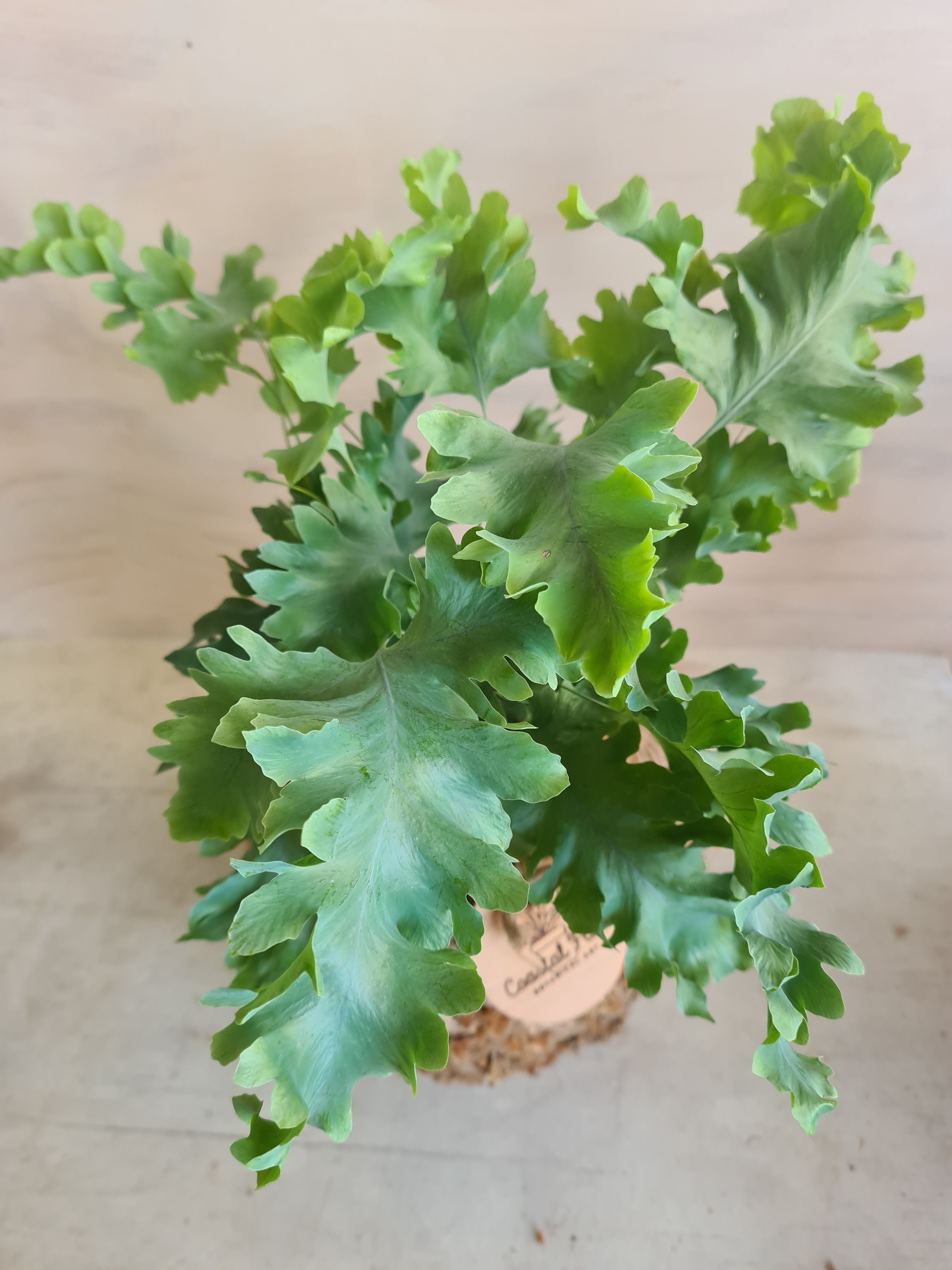 Phlebodium Blue Star Davana