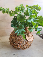 Blue Star Davana | Coastal Flair Kokedama