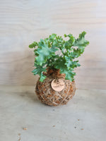 Blue Star Davana | Coastal Flair Kokedama