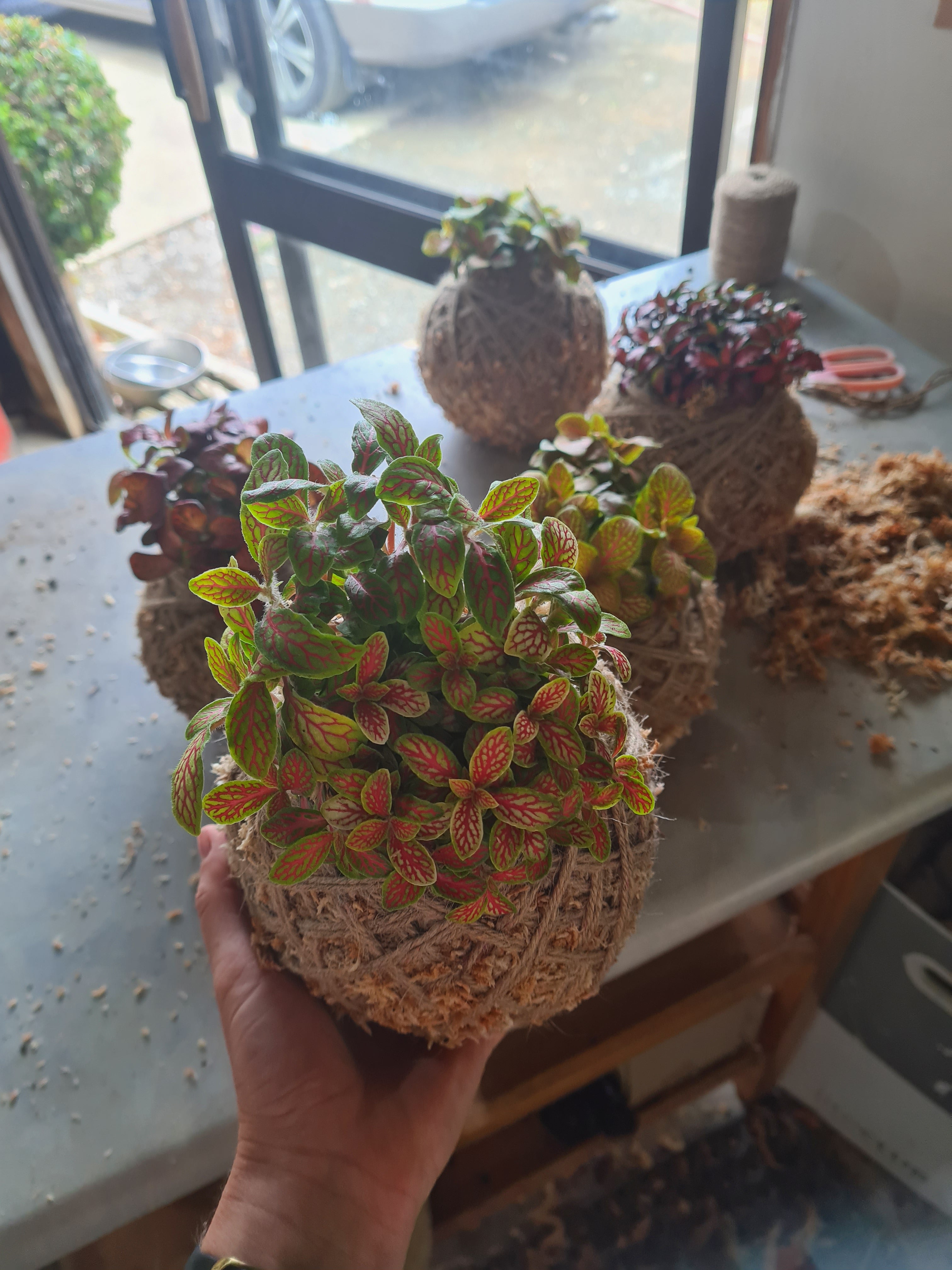 Fittonia Kokedama