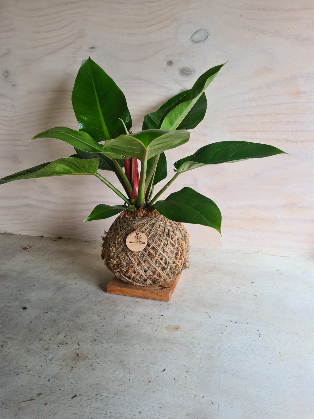 Philodendron Imperial Green Kokedama