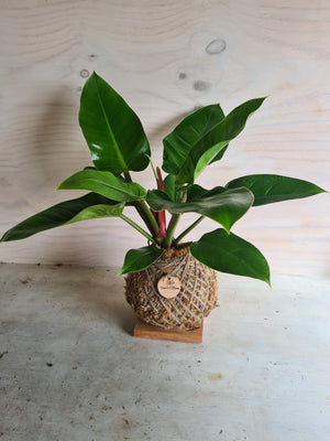 Philodendron Imperial Green Kokedama