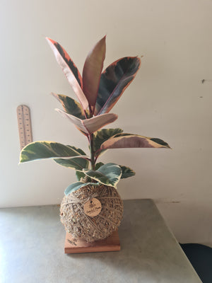 Ficus Elastica Ruby Kokedama