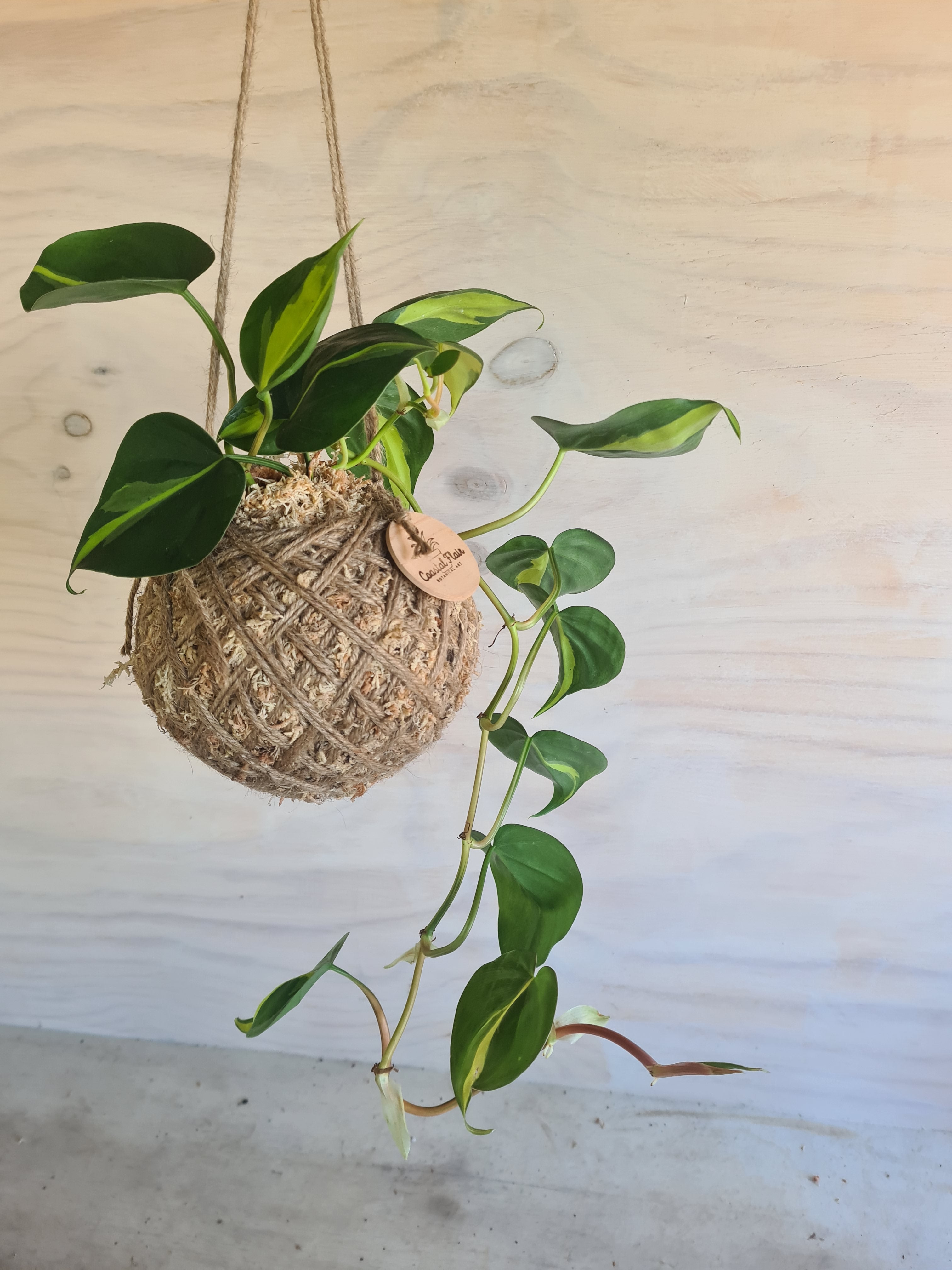 Philodendron Brasil | Coastal Flair Kokedama