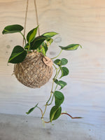 Philodendron Brasil | Coastal Flair Kokedama