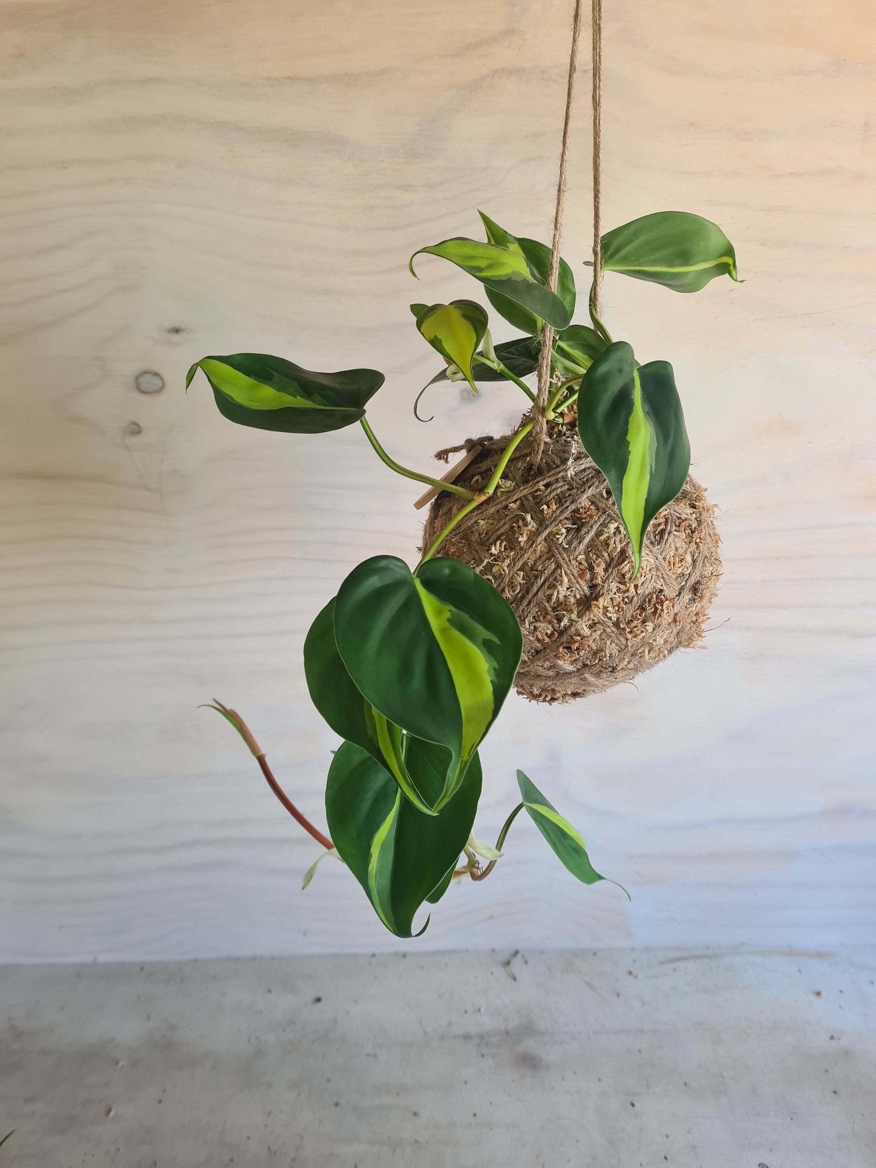 Philodendron Brasil | Coastal Flair Kokedama
