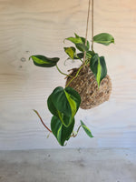 Philodendron Brasil | Coastal Flair Kokedama