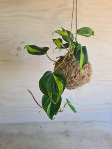 Philodendron Brasil | Coastal Flair Kokedama