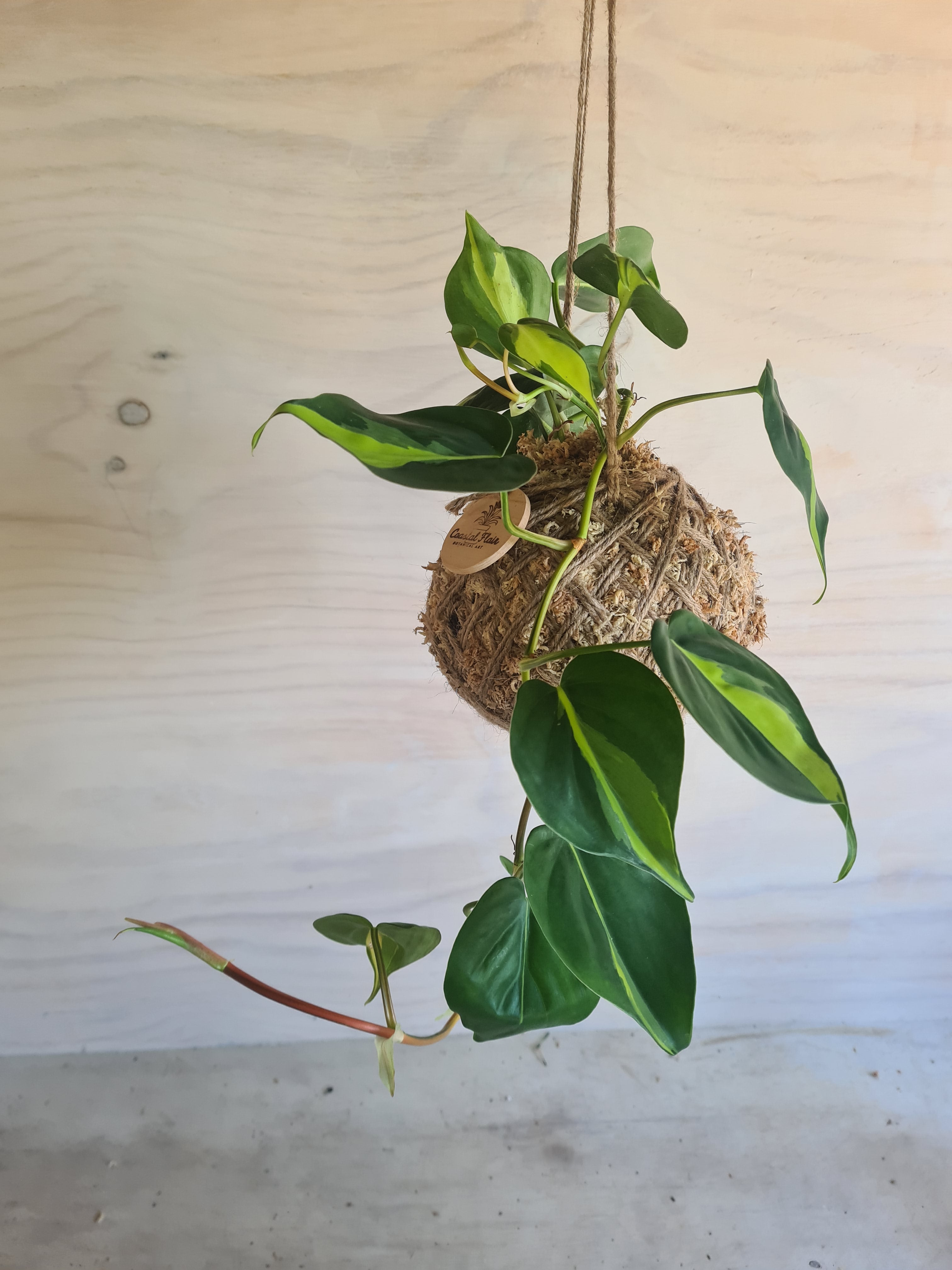 Philodendron Brasil | Coastal Flair Kokedama