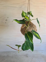 Philodendron Brasil | Coastal Flair Kokedama