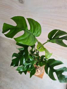 Philodendron Minima Kokedama
