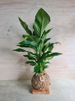 Peace Lily Kokedama