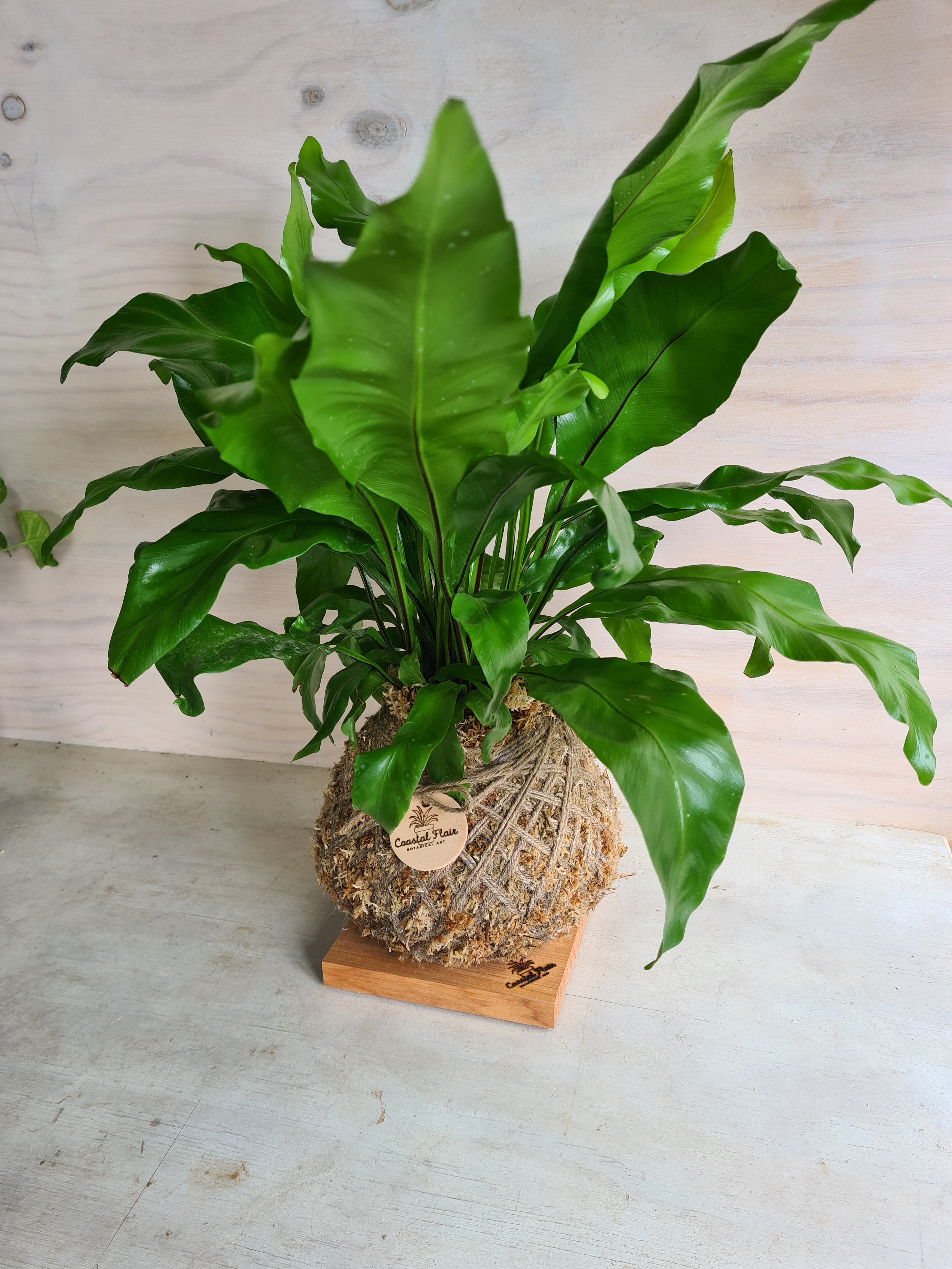Asplenium Nidus | Bird Nest Fern Large