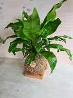 Asplenium Nidus | Bird Nest Fern Large