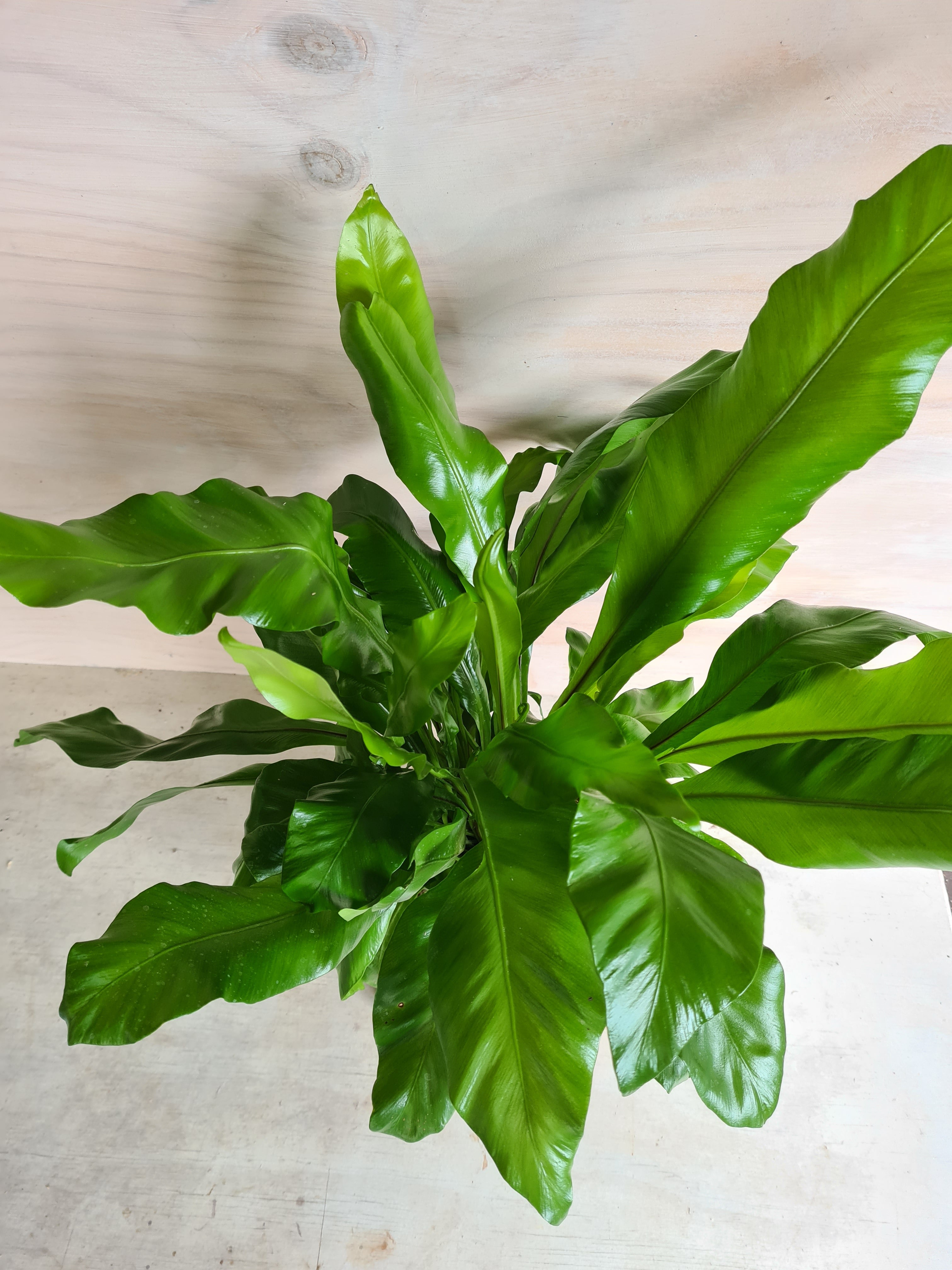 Asplenium Nidus | Bird Nest Fern Large