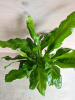 Asplenium Nidus | Bird Nest Fern Large