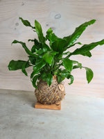 Asplenium Nidus | Bird Nest Fern Large