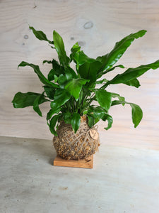Asplenium Nidus | Bird Nest Fern Large