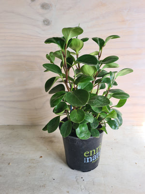 Peperomia Obtusifolia