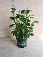 Peperomia Obtusifolia