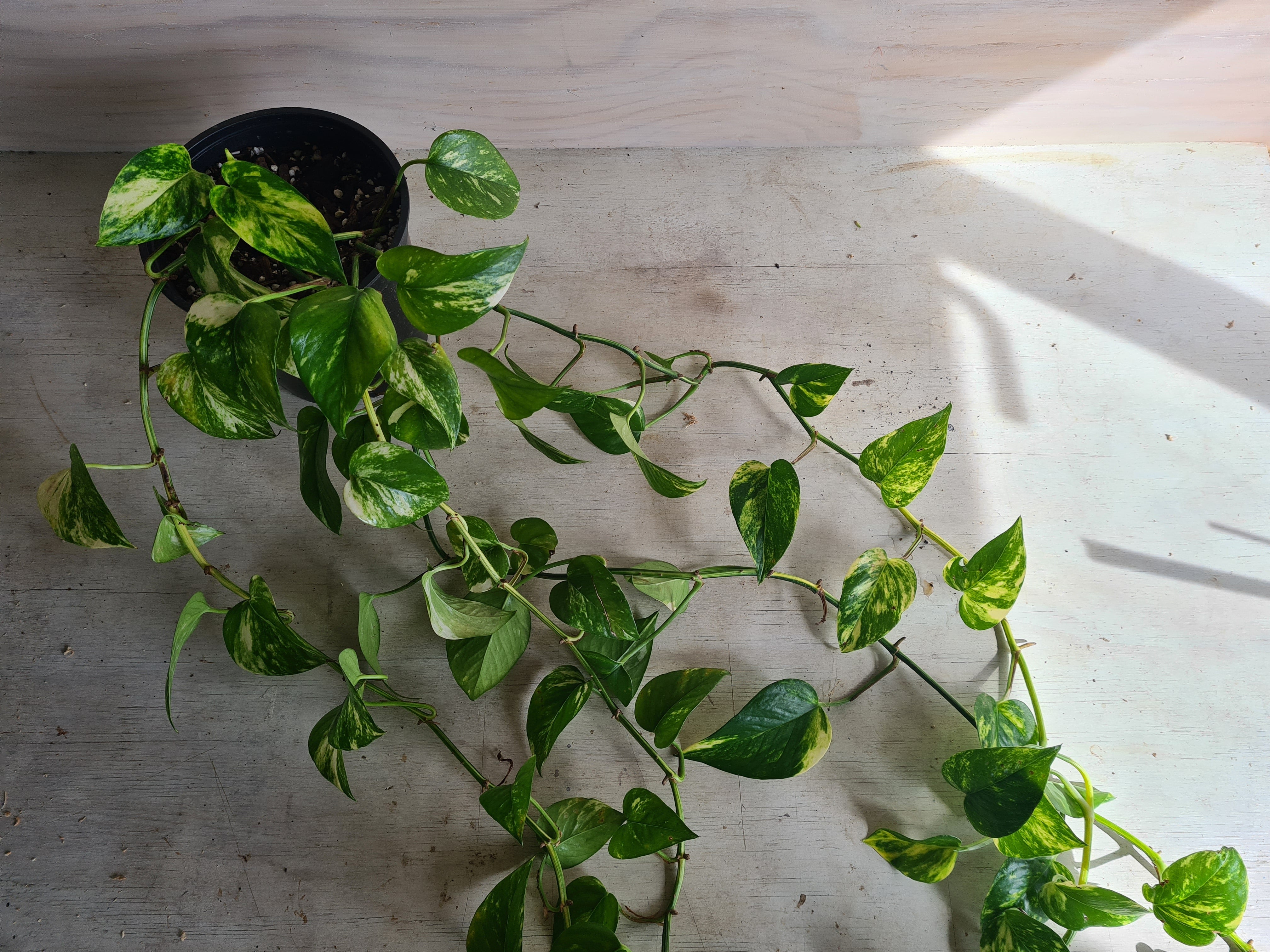 Scindapsus Aureus | Devil's Ivy | Golden Pothos Large