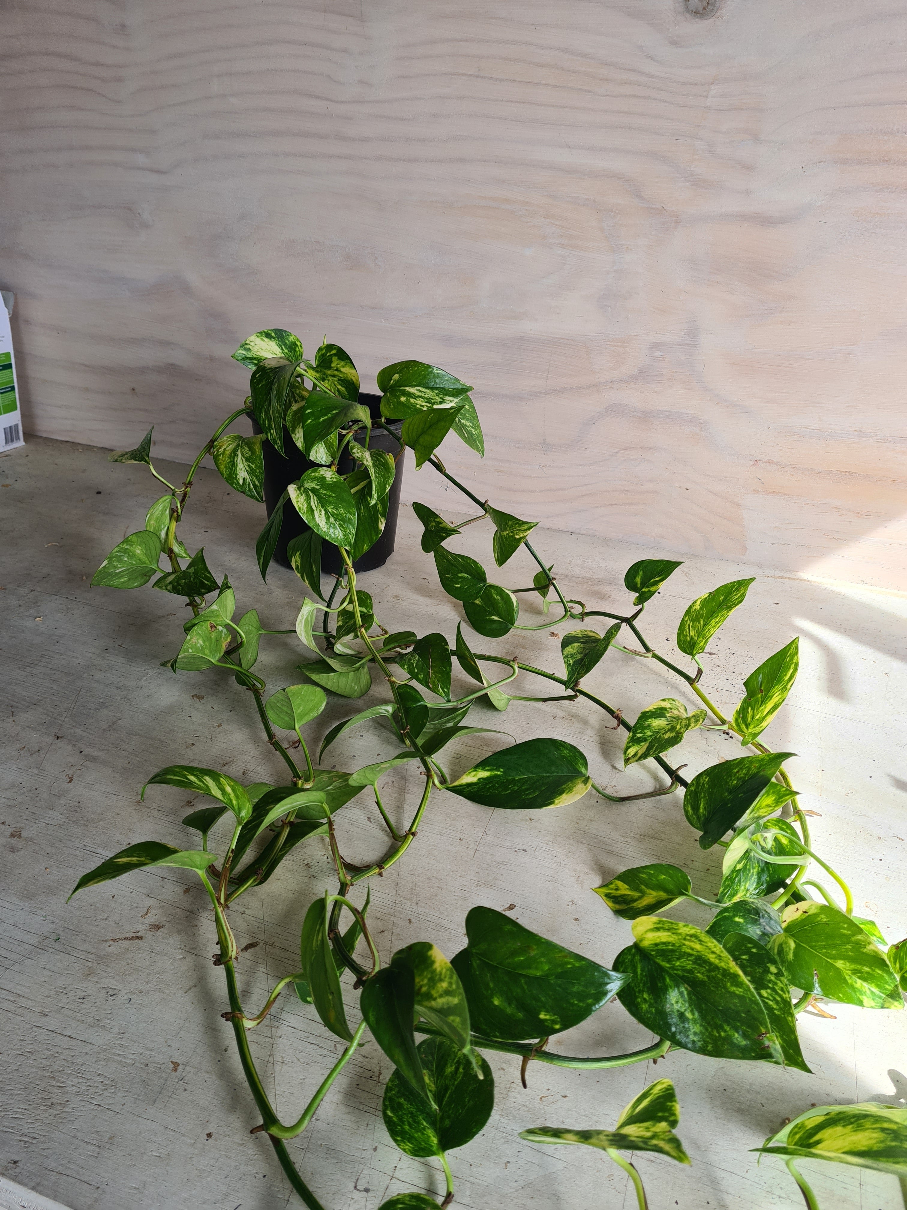 Scindapsus Aureus | Devil's Ivy | Golden Pothos Large