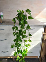 Scindapsus Aureus | Devil's Ivy | Golden Pothos Large